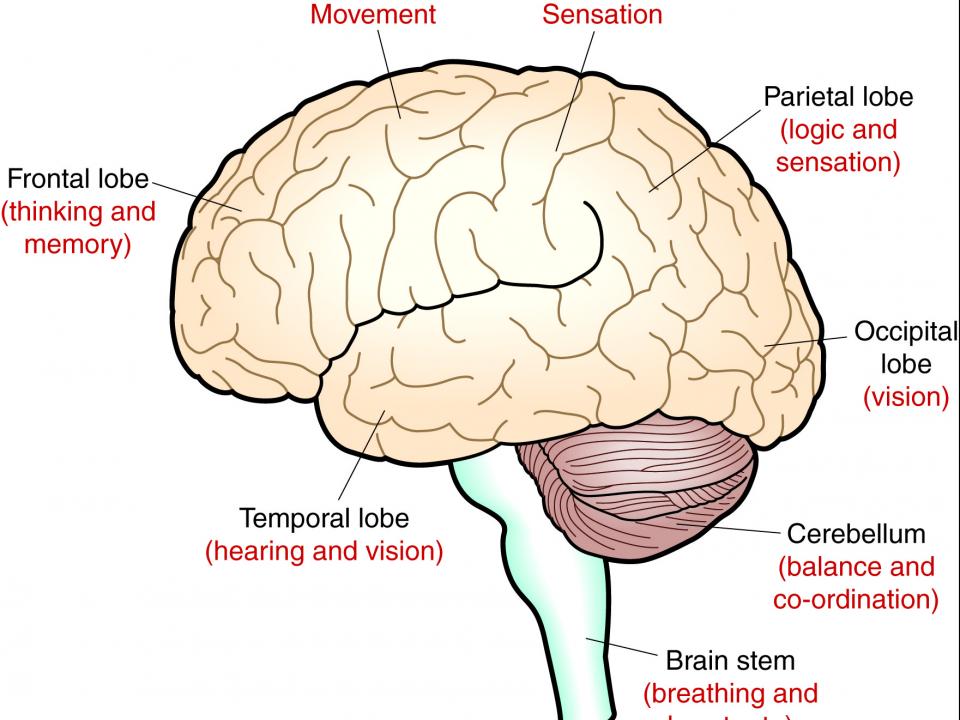 What Is The Lining Of The Brain Called